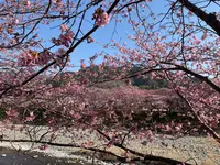 河津桜の写真・動画_image_745654