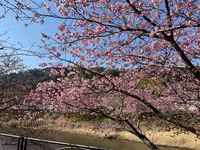 河津桜の写真・動画_image_745655