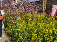 河津桜の写真・動画_image_745656