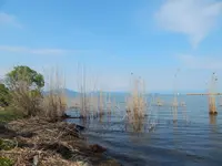 高島市新旭水鳥観察センターの写真・動画_image_74817