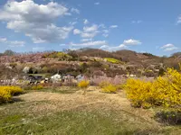 花見山の写真・動画_image_751515
