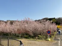 花見山の写真・動画_image_751516