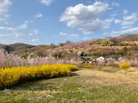 花見山の写真・動画_image_751517