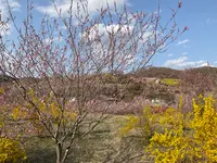 花見山の写真・動画_image_751518