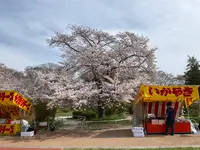 松ヶ岡公園の写真・動画_image_751738