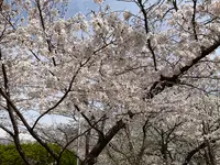 松ヶ岡公園の写真・動画_image_751742
