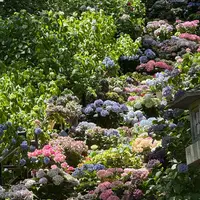 長谷寺の写真・動画_image_764606