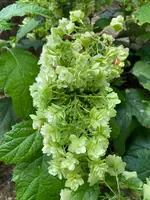 Nicolai Bergmann Hakone Gardensの写真・動画_image_765169