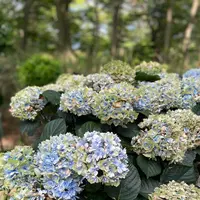 Nicolai Bergmann Hakone Gardensの写真・動画_image_765171