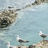 青の洞窟の写真・動画_image_767267