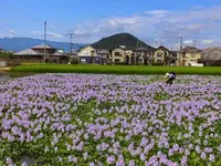畝傍山の写真・動画_image_76736