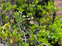 坪庭の写真・動画_image_769287