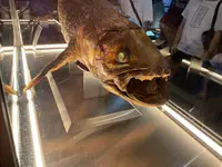 沼津港深海水族館の写真・動画_image_769798