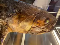 沼津港深海水族館の写真・動画_image_769800
