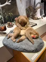 大町山岳博物館の写真・動画_image_771173