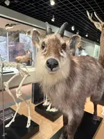 大町山岳博物館の写真・動画_image_771174