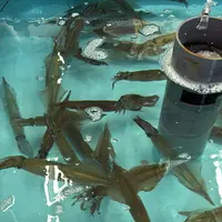 函館朝市の写真・動画_image_771274