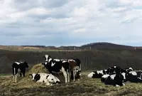 ナイタイ高原牧場の写真・動画_image_77784