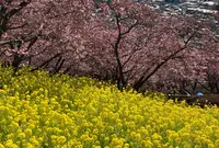 松田山ハーブガーデンの写真・動画_image_781731