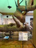 屋久杉自然館の写真・動画_image_786498