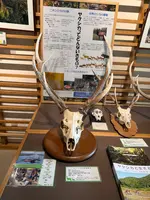 屋久島世界遺産センターの写真・動画_image_786503
