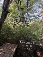 夫婦杉の写真・動画_image_786514