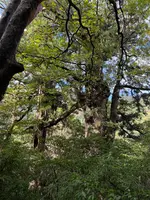 夫婦杉の写真・動画_image_786515