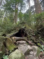 ウィルソン株の写真・動画_image_786517