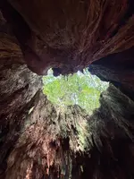 ウィルソン株の写真・動画_image_786518