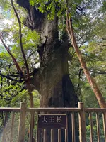 大王杉の写真・動画_image_786519