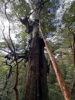 大王杉の写真・動画_image_786520