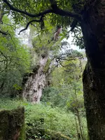 縄文杉の写真・動画_image_786521