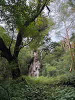 縄文杉の写真・動画_image_786522
