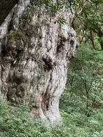縄文杉の写真・動画_image_786523