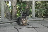 王子が岳の写真・動画_image_787757