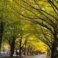 イチョウ並木の写真・動画_image_788370