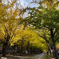 イチョウ並木の写真・動画_image_788371