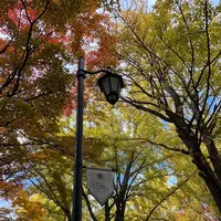 イチョウ並木の写真・動画_image_788372