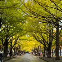 イチョウ並木の写真・動画_image_788374