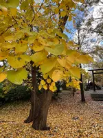 錦山天満宮の写真・動画_image_788382