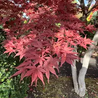 平岡樹芸センター みどりーむの写真・動画_image_788395