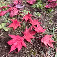 平岡樹芸センター みどりーむの写真・動画_image_788398