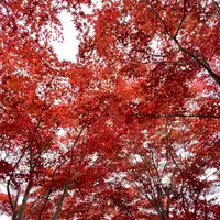 平岡樹芸センター みどりーむの写真・動画_image_788400