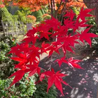 平岡樹芸センター みどりーむの写真・動画_image_788403