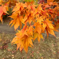 平岡樹芸センター みどりーむの写真・動画_image_788404