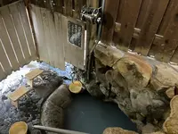 世界遺産 つぼ湯の写真・動画_image_791516