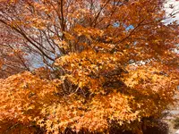 秋吉台科学博物館の写真・動画_image_791722