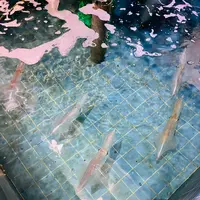 割烹 若新の写真・動画_image_791729