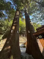 丹生川上神社 中社 相生の大杉の写真・動画_image_802452