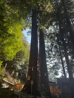 丹生川上神社 中社 相生の大杉の写真・動画_image_802454